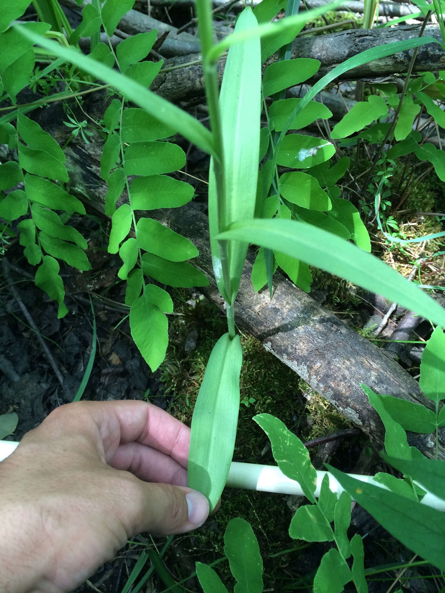 Image of Green fringed orchid