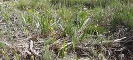 Image of Allium moly subsp. glaucescens