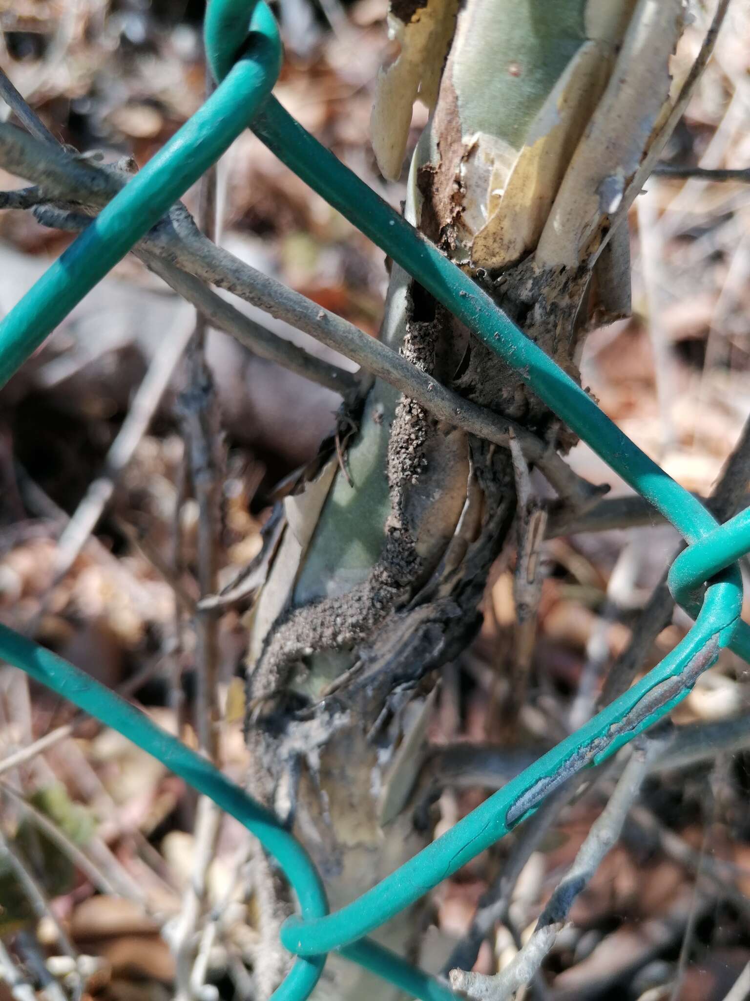 Image of Bursera silviae Rzed. & Calderón