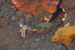 Image of Arcfin shrimpgoby