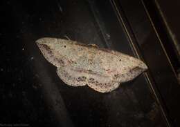 Слика од Zeuctophlebia squalidata Walker 1863