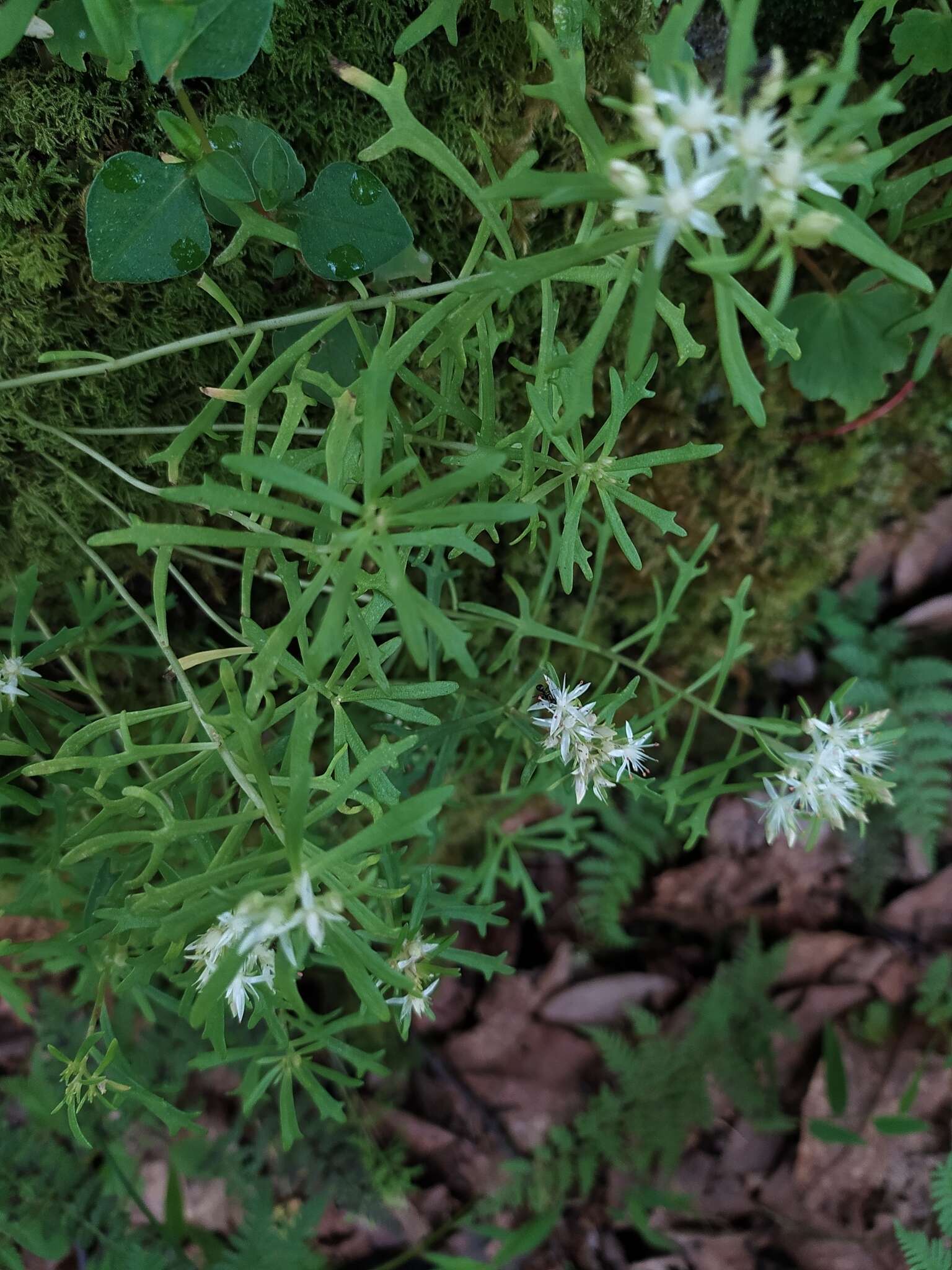 Image of Rhodiola sinuata (Royle ex Edgew.) Fu