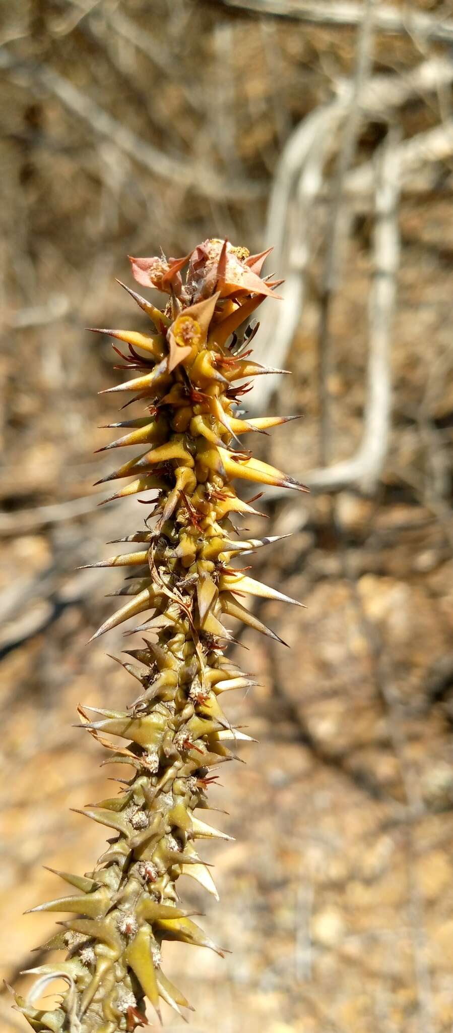 Image of Euphorbia rossii Rauh & Buchloh