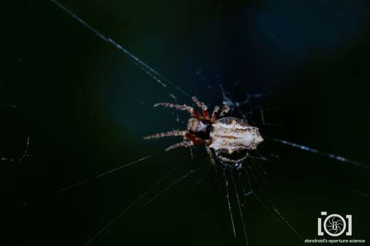 Imagem de Wagneriana tauricornis (O. Pickard-Cambridge 1889)