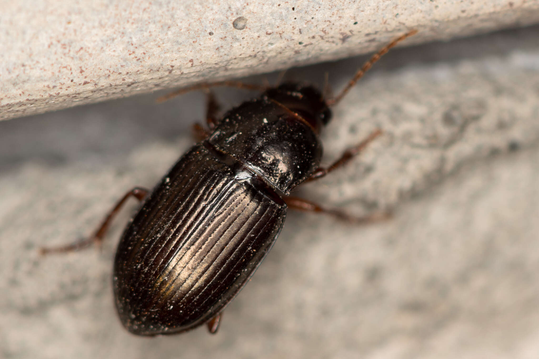 Image of Carabidae