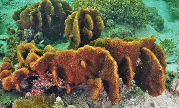 Image of Cactus Coral