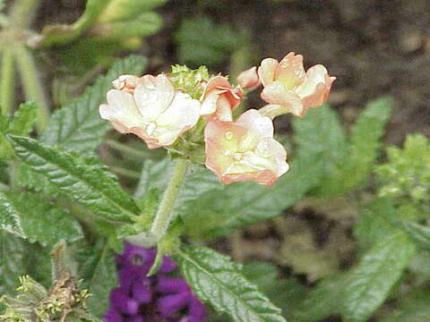 Image of vervain