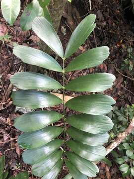 Image of Cycad