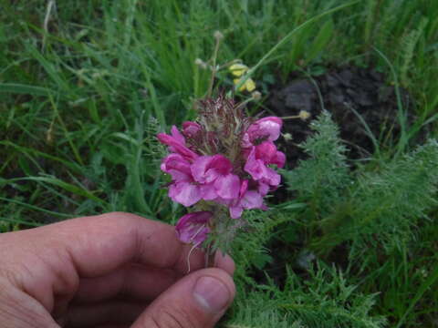 Imagem de Pedicularis rubens Stephan ex Willd.