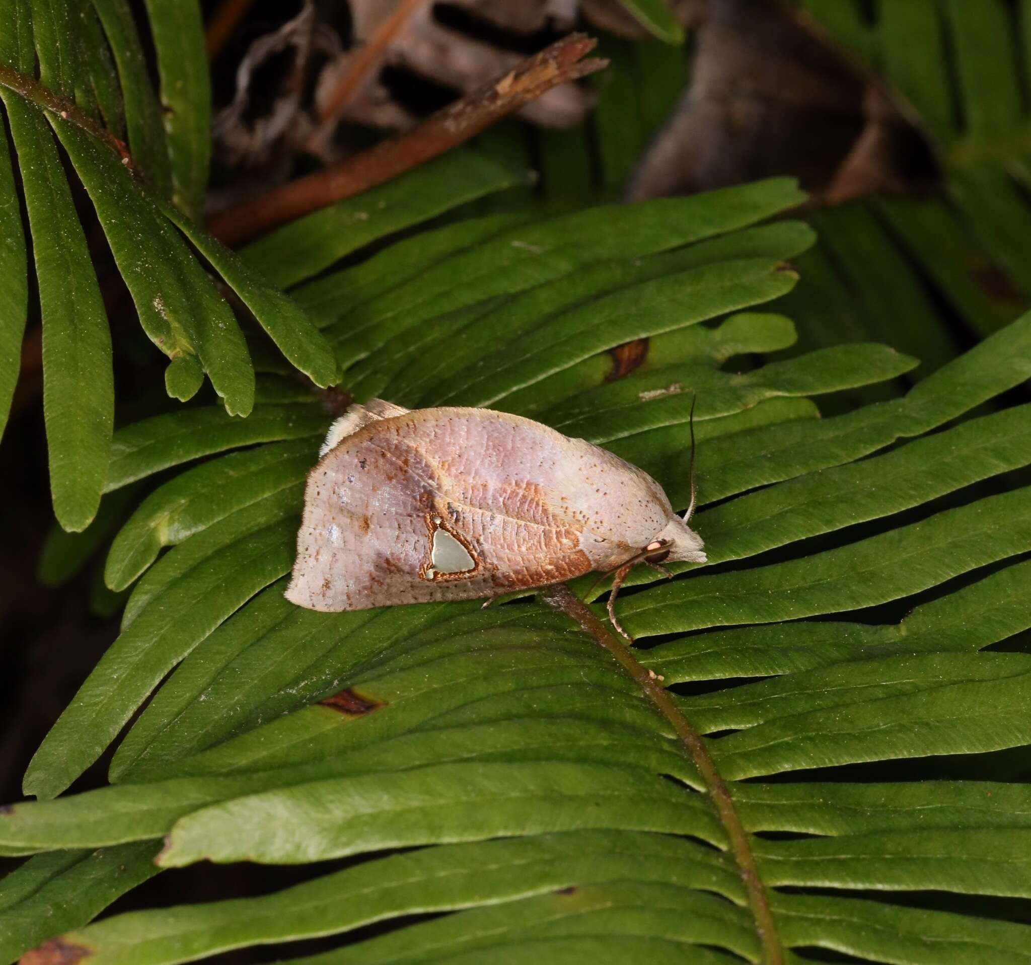 Image of Pterogonia cardinalis Holloway 1976