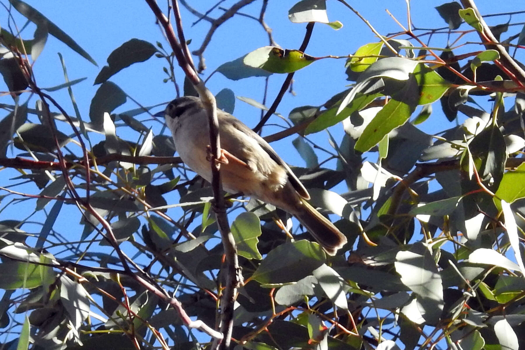 Image of Brown-headed Honeyeater