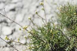 Image of Lepidium meyeri subsp. turczaninowii (Lipsky) Schmalh.