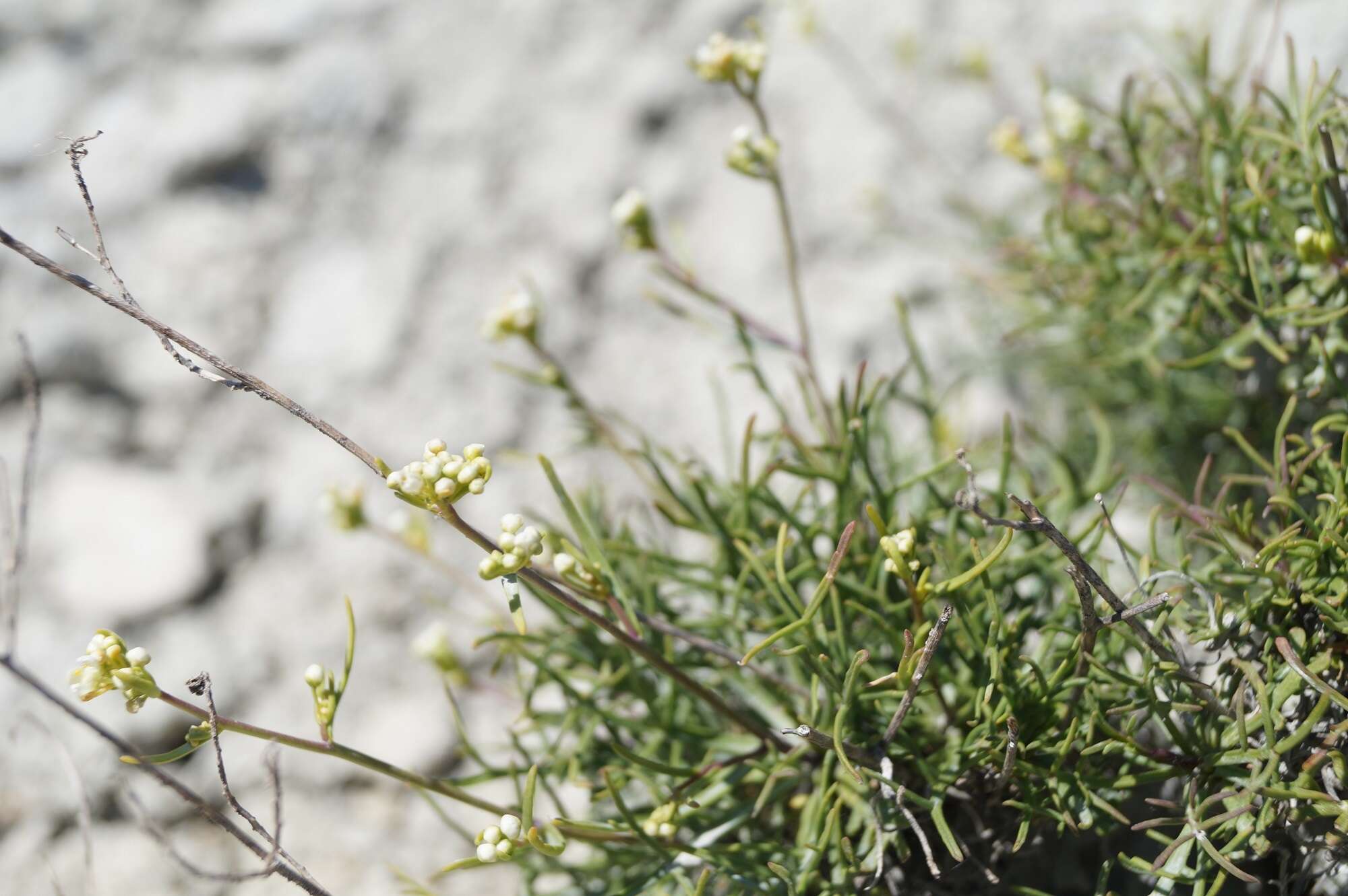 Image de Lepidium meyeri subsp. turczaninowii (Lipsky) Schmalh.