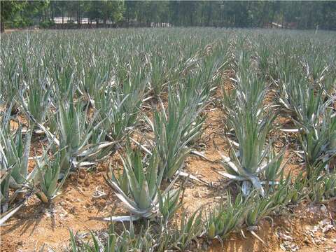 Image of Aloe vera