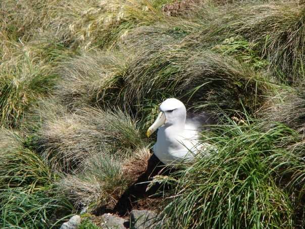 Image of Shy Albatross