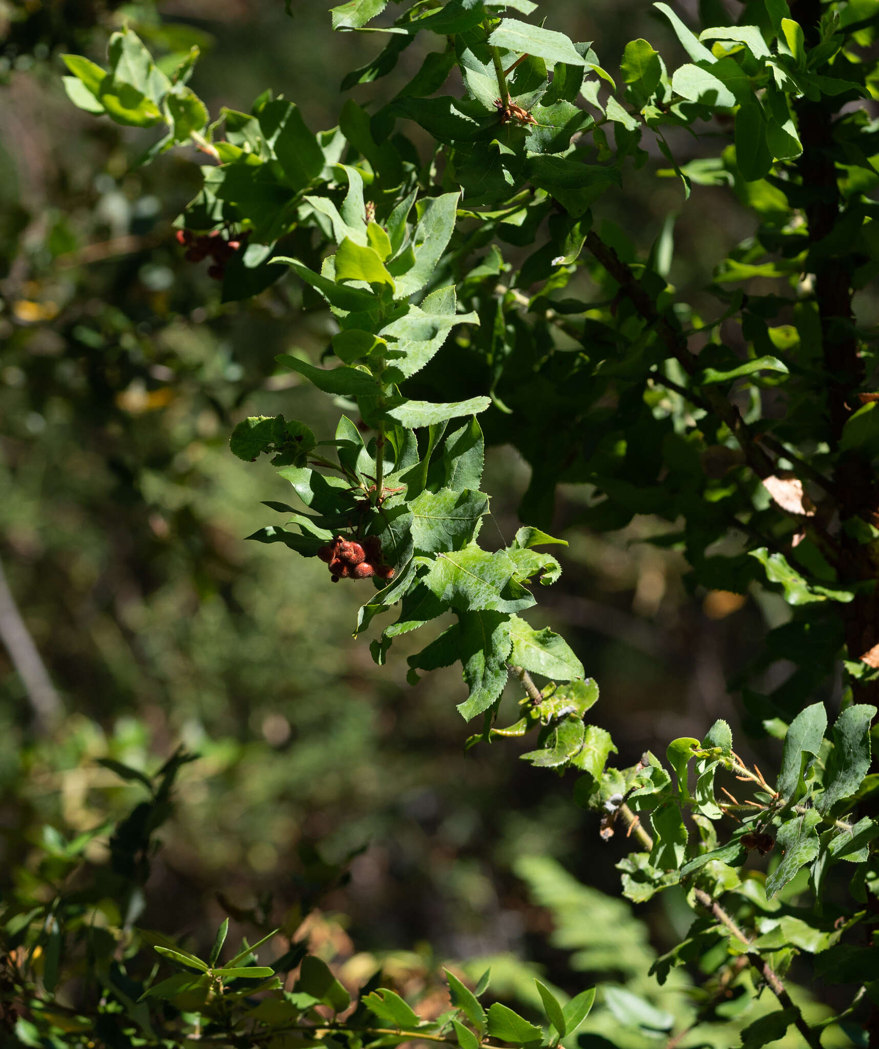 Image de Arctostaphylos andersonii A. Gray