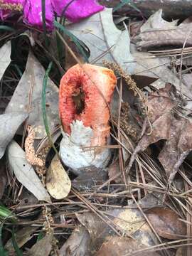 Image of Clathrus columnatus Bosc 1811