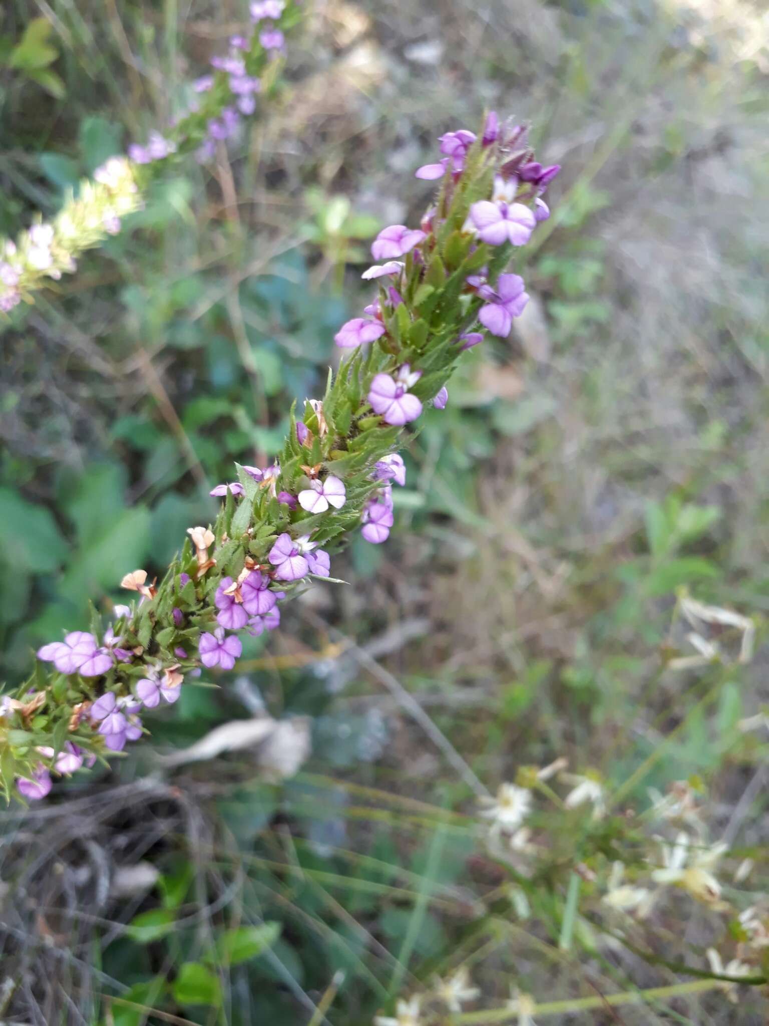 Image of Muraltia alopecuroides (L.) DC.