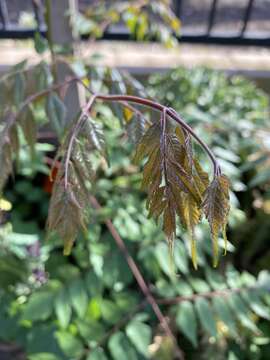 Image of goldenrain tree