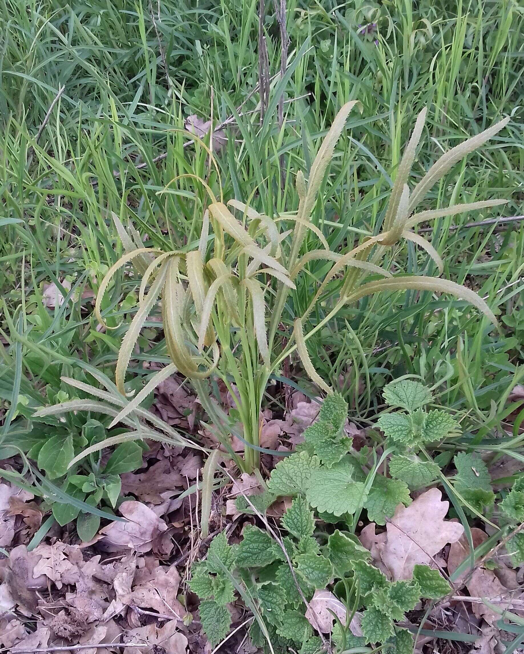 Image of longleaf