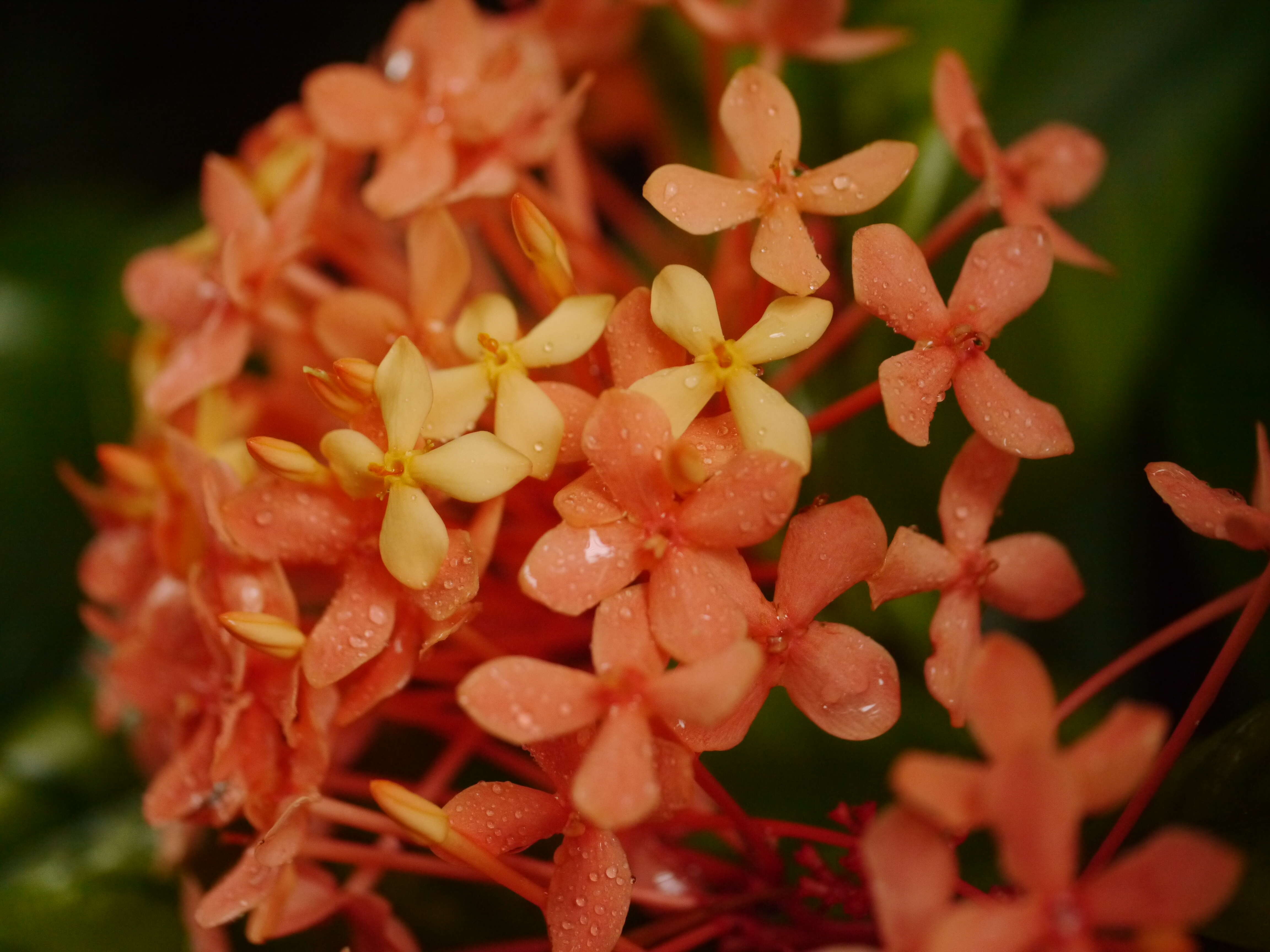 Image of ixora