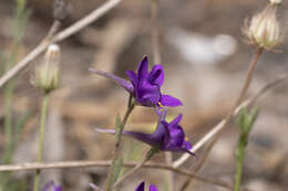 Image of Consolida arenaria A. Carlström