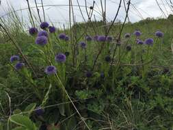 Image of Globularia bisnagarica L.