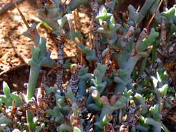 Image of Ruschia beaufortensis L. Bol.