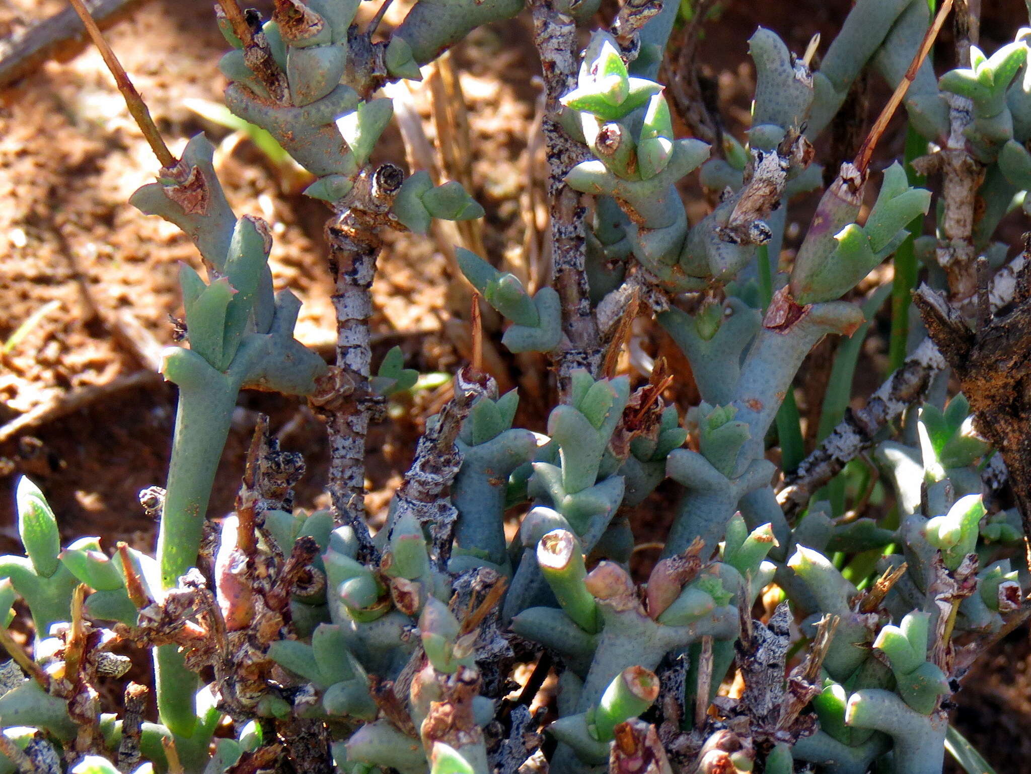 Image of Ruschia beaufortensis L. Bol.