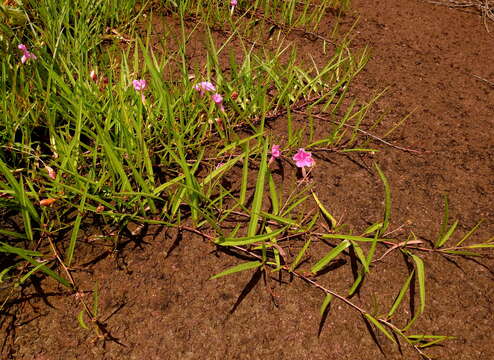 Image of Ipomoea leprieurii D. F. Austin