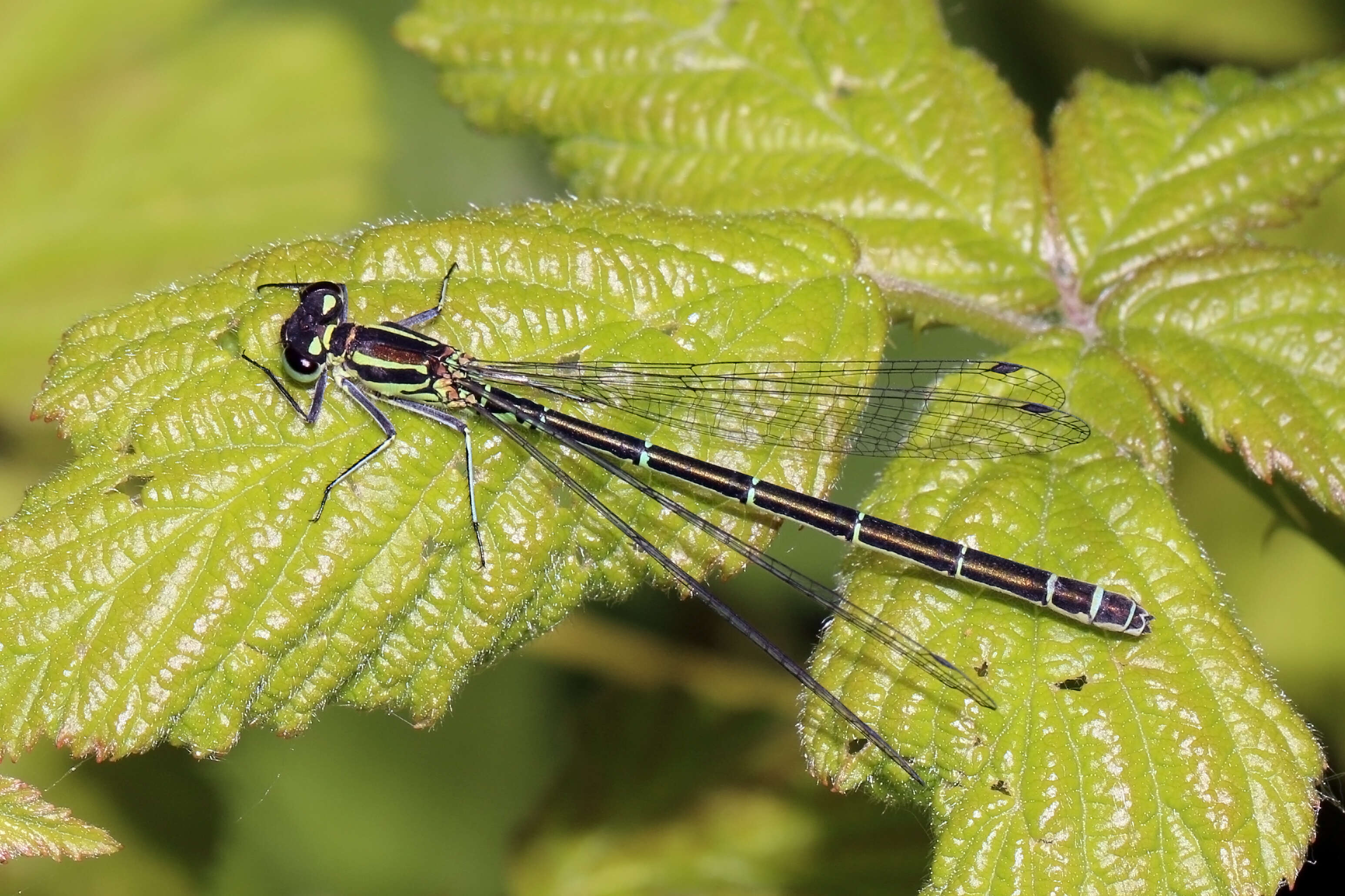 Imagem de Coenagrion puella (Linnaeus 1758)