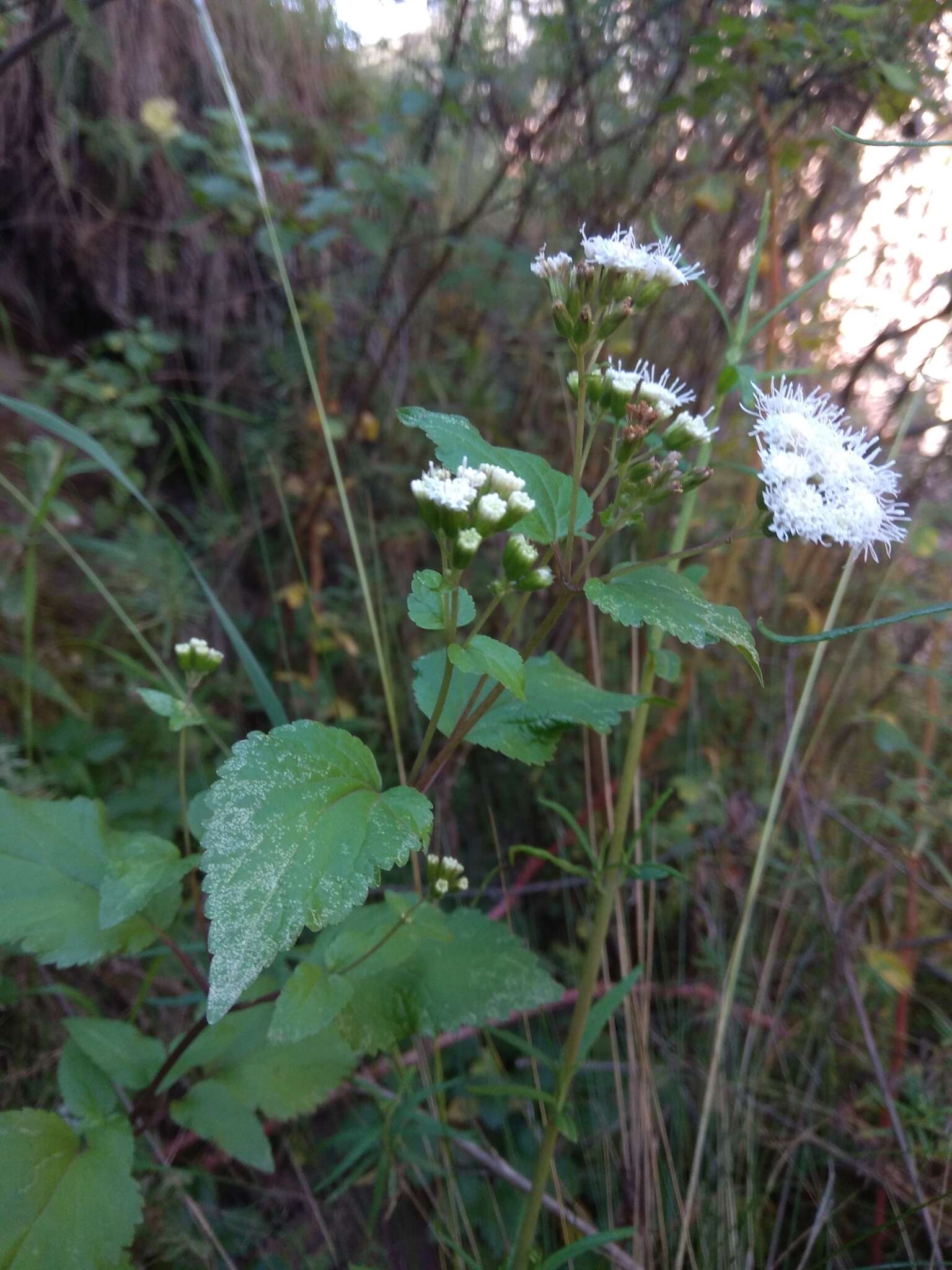 Sivun Ageratina glechonophylla (Less.) R. King & H. Rob. kuva