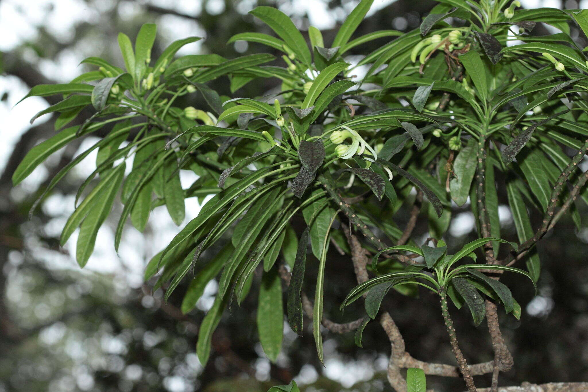 Слика од Clermontia clermontioides (Gaudich.) A. Heller