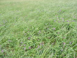 Image of beach pea