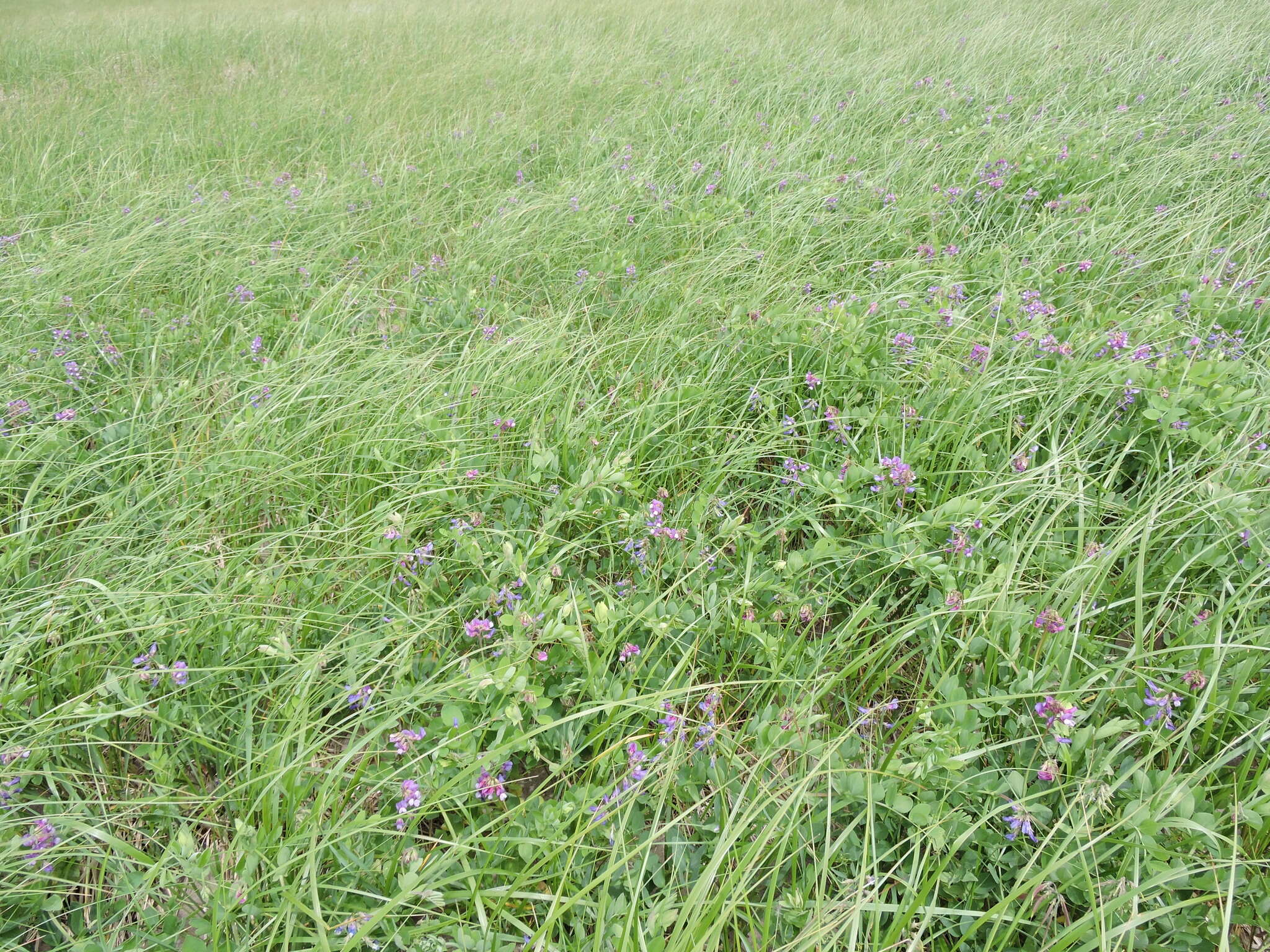 Image of beach pea