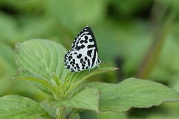 Image of Common Pierrot