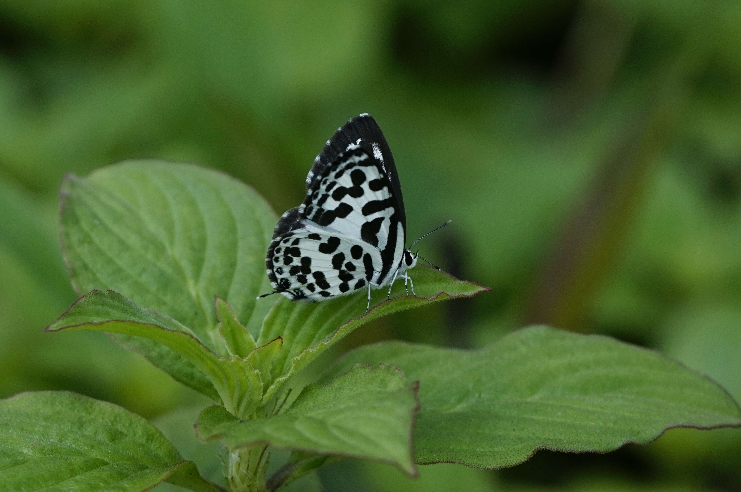 Image of Common Pierrot