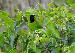 Image of Greater Green Leafbird