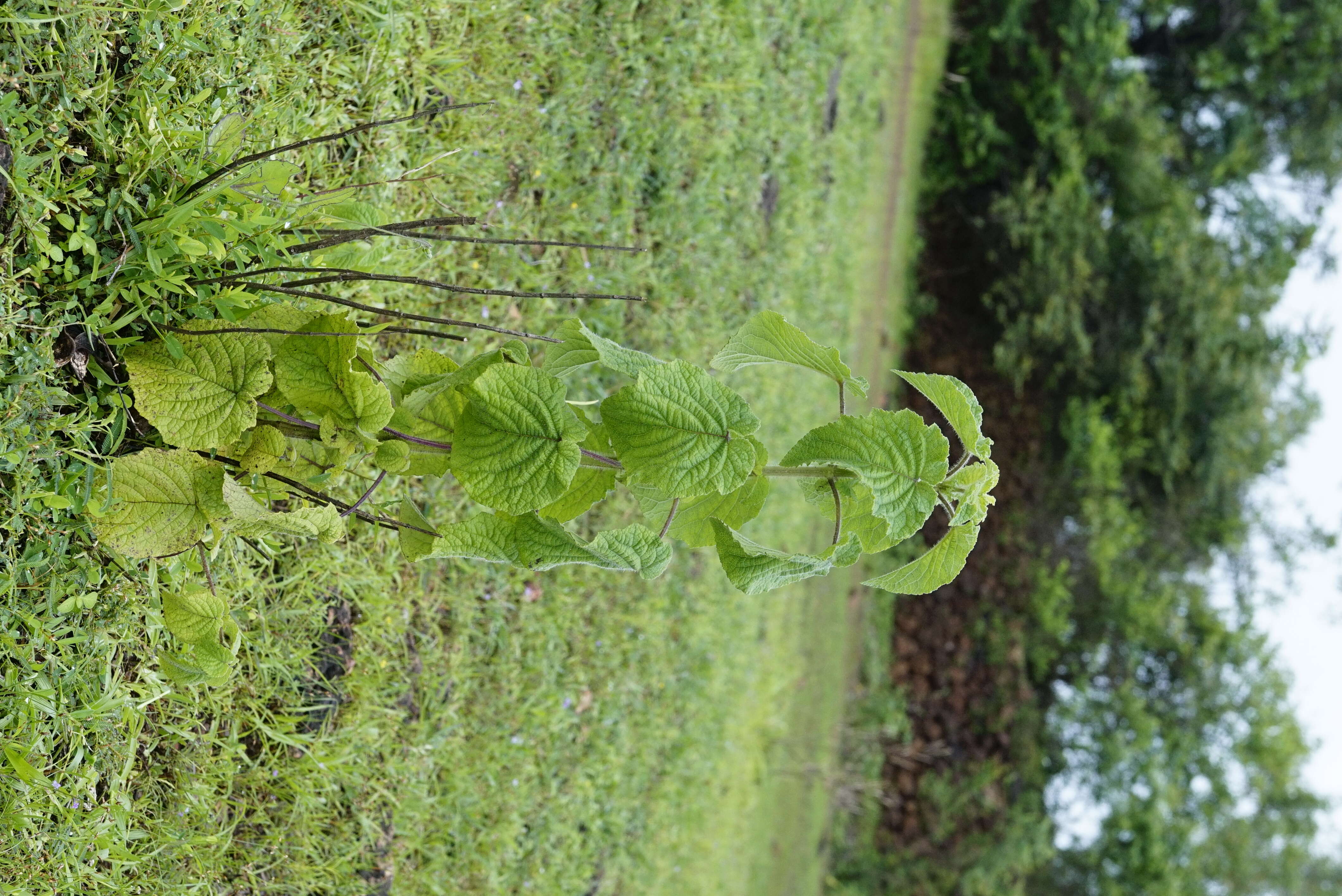 Image of Pignut