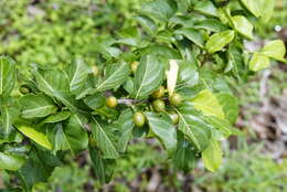 Image of Canthium coromandelicum (Burm. fil.) Alston