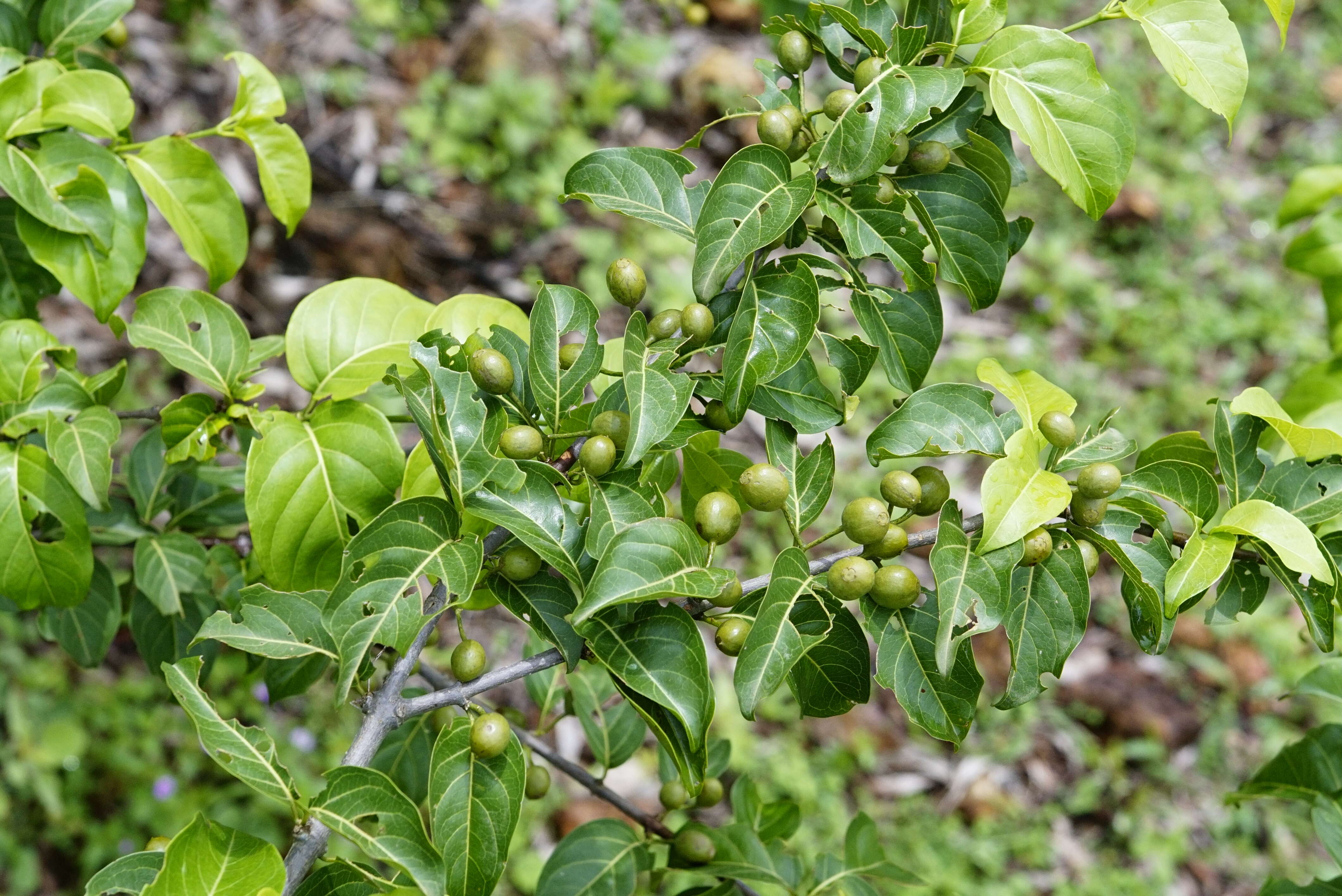 Image of Canthium coromandelicum (Burm. fil.) Alston