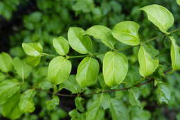 Image of Canthium coromandelicum (Burm. fil.) Alston