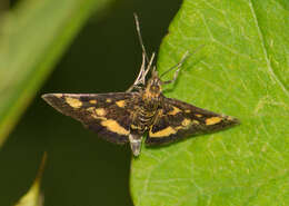 Image of Mint moth