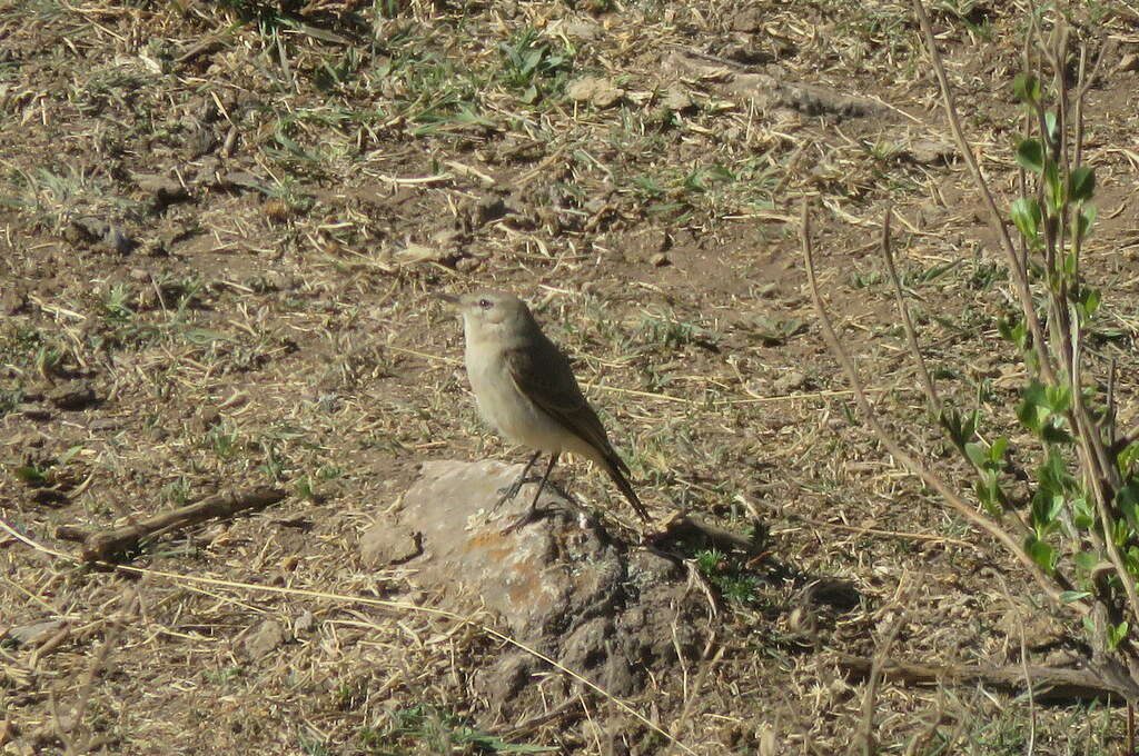Image of Spot-billed Ground Tyrant