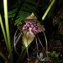 Image of Tacca borneensis Ridl.