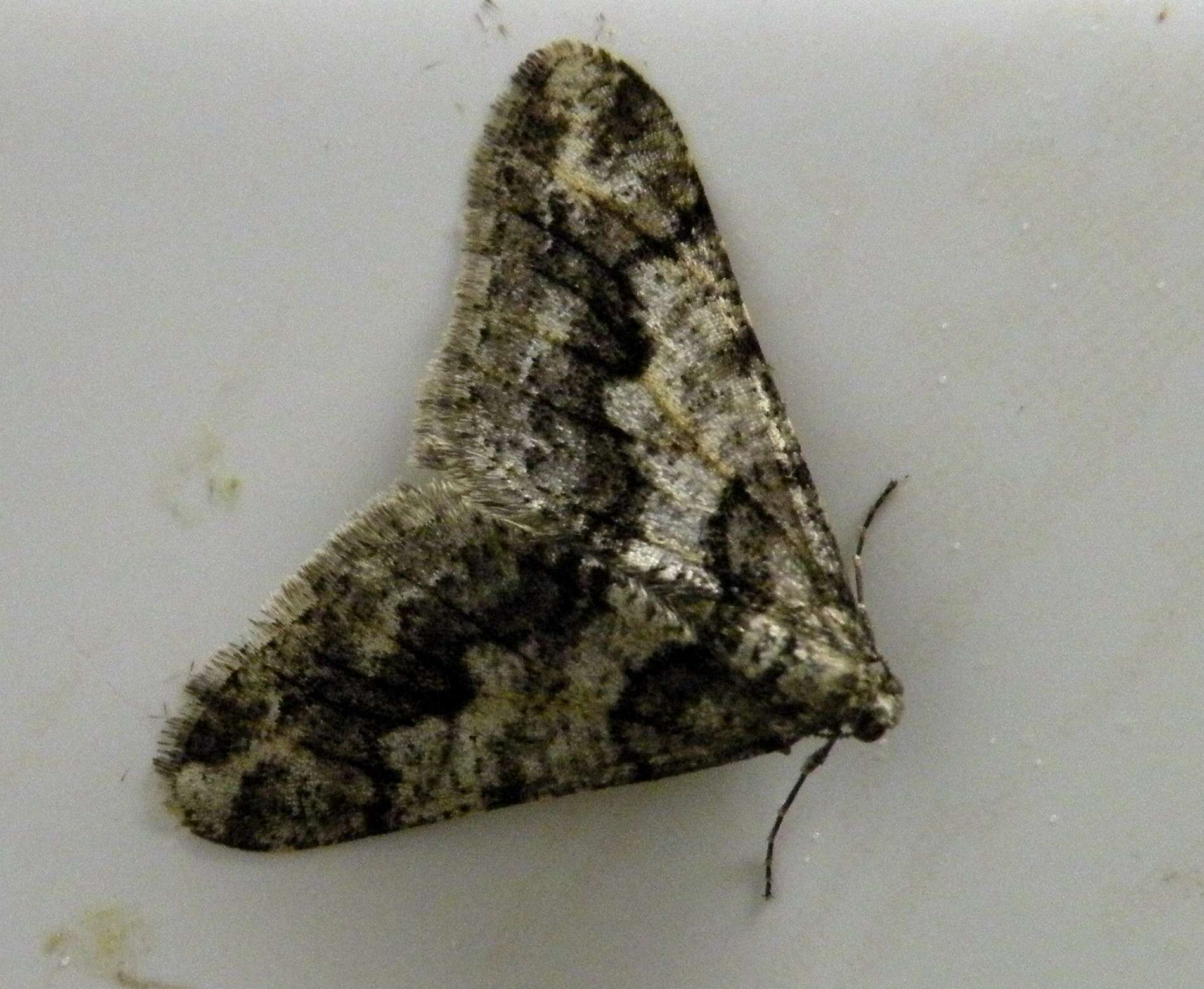 Image of mottled umber