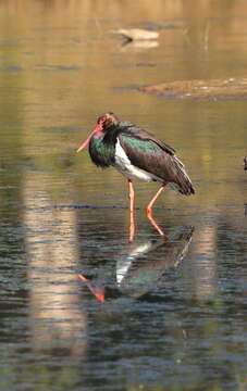 Image of Black Stork