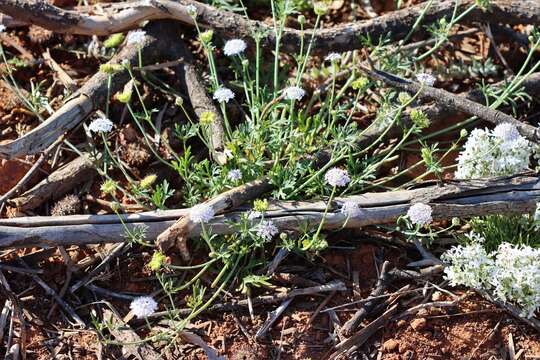 Imagem de Trachymene cyanantha Boyland