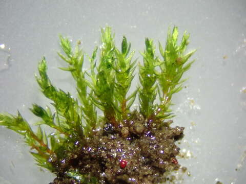 Image de Bryum violaceum Crundwell & Nyholm 1963