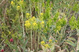 Image of woad